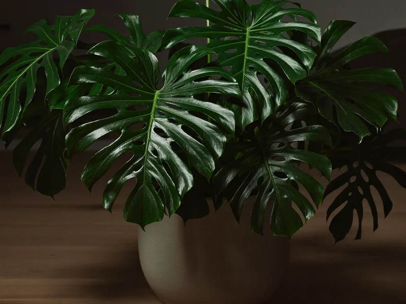 Stor Monstera med blanke, skårne blade i mat grå keramikkrukke
